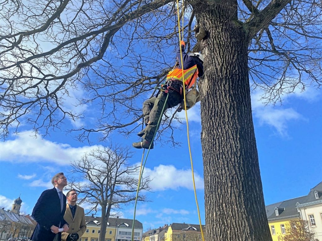 Giancarlo Foderá klettert auf die Eiche am Rehauer Maxplatz.